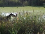 Camargue