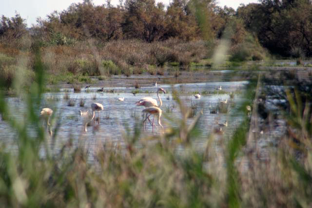 Camargue