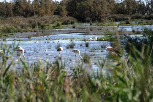 Camargue