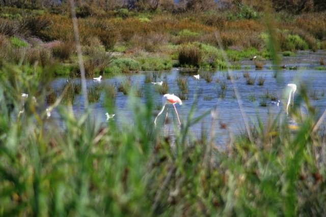 Camargue