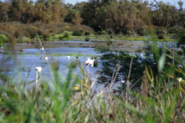 Camargue