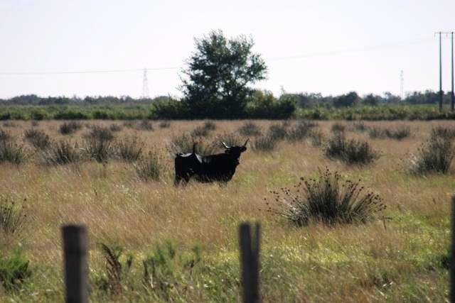 Camargue