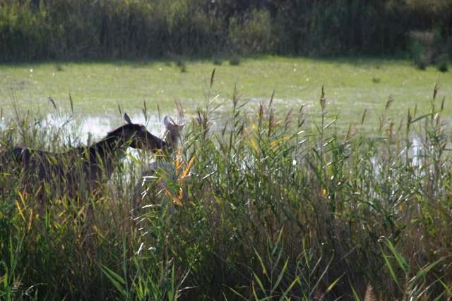 Camargue