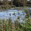 Camargue