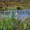 Camargue