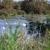 Camargue