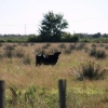 Camargue