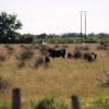 Camargue