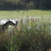 Camargue